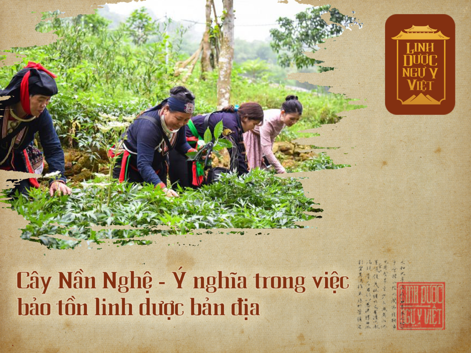 cay-nan-nghe-bao-ton-linh-duoc-ban-dia