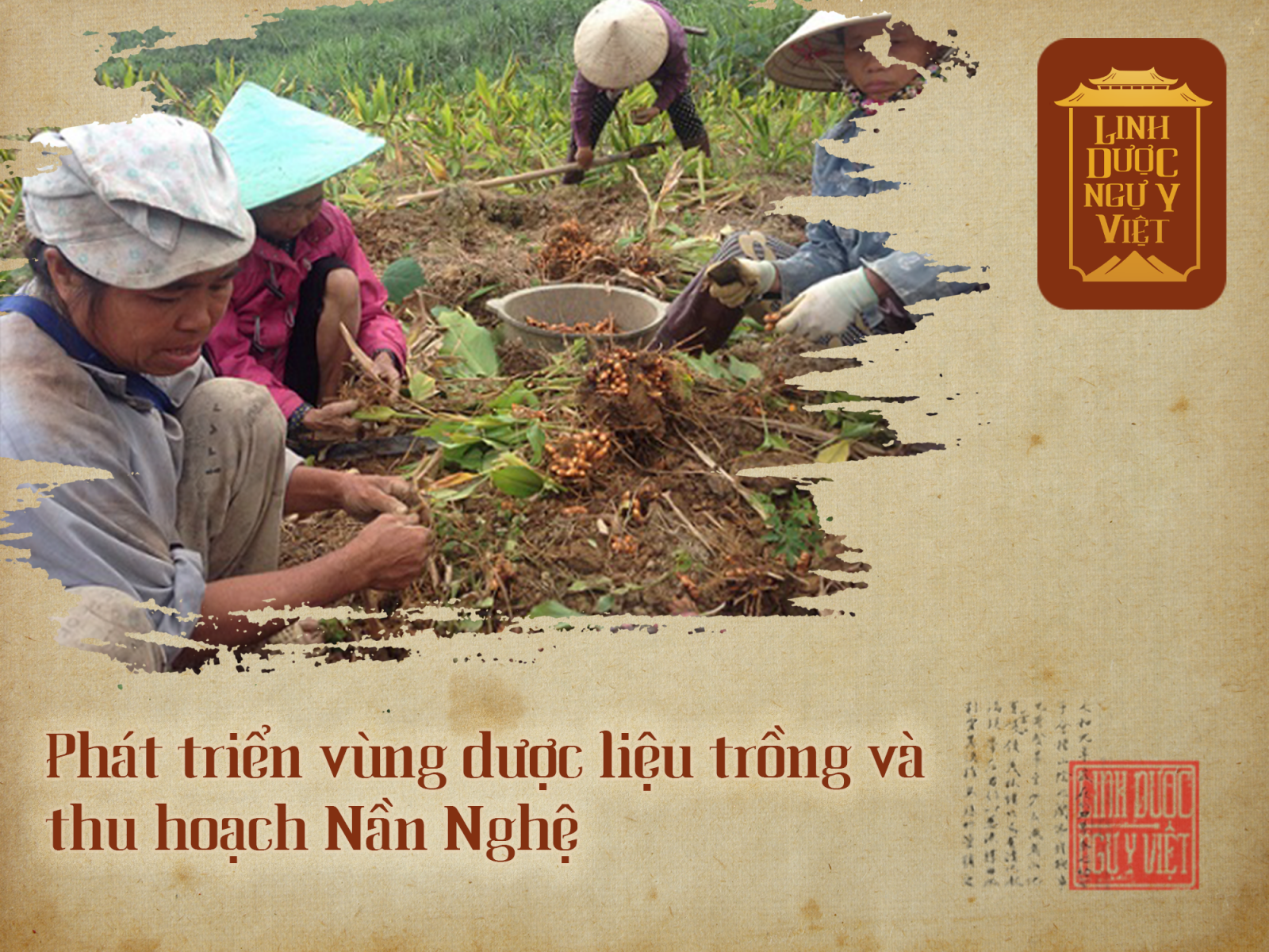 phat-trien-vung-duoc-lieu-trong-va-thu-hoach-nan-nghe-linh-duoc-ngu-y-viet